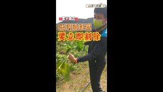 栗子南瓜這症狀一定要趕快割除!!! #shorts