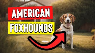 American Foxhound vs. Other Hounds: What Sets Them Apart?