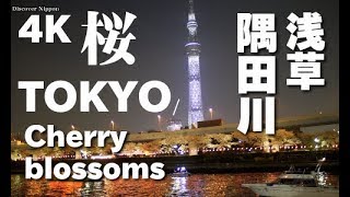 4K Tokyo Cherry Blossom 東京夜桜 浅草と隅田川  Sumida Rive Asakusa 浅草観光 桜の名所 東京観光