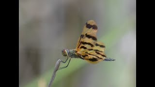 Graphic Flutterer Dragonfly (Rhyothemis graphiptera) Australia HD