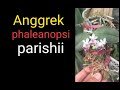 anggrek Phalaenopsis parishii mungil mempesona #shorts #anggrek #orchid