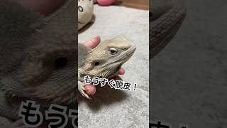 脱皮前のトカゲを激写！🦎 #フトアゴヒゲトカゲ #爬虫類#shorts