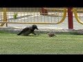 crow vs rat