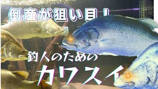 タマゾン川水族館の倒産→郎報（釣人には）コスパ最高！3歳児のお出かけにも最適。【カワスイ】