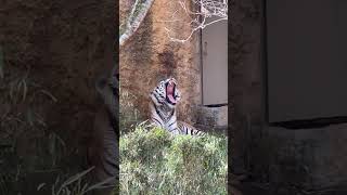 #トラの大あくび　#アムールトラ　#Amur tiger    #多摩動物公園　2024. 4.14