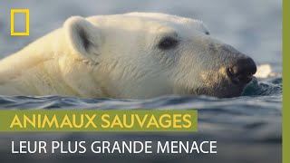 Les ours polaires peuvent-ils survivre à la fonte des glaces ?