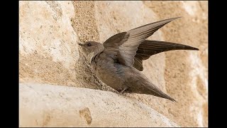 Eurasian Crag Martin