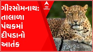 ગીરસોમનાથ: તાલાળાના વાડ્લા ગામે દીપડાનો આતંક, સ્થાનિકના ઘરમાં ઘૂસયો દીપડો