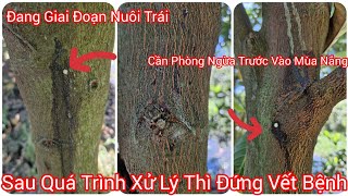 SAU QUÁ TRÌNH XỬ LÝ XÌ MỦ THÂN MÍT INDO RUỘT ĐỎ XƠ VÀNG THÌ HÔM NAY ĐÃ ĐỨNG VẾT BỆNH TRÊN VƯỜN