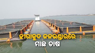 ହୀରାକୁଦ ଜଳଭଣ୍ଡାରରେ କେମିତି ମାଛ ଚାଷ କରାଯାଉଛି // Hirakud // sambalpur //