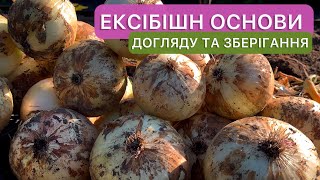 Ексібішн. Як доглядати та як збирати урожай, щоб цибуля довго зберігалася.