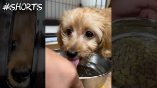 お迎え2日目の子犬の朝ごはん爆食すぎる#shorts