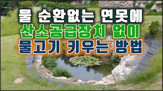 물 순환없는 연못에 산소 공급장치 없이 물고기 키우는 방법