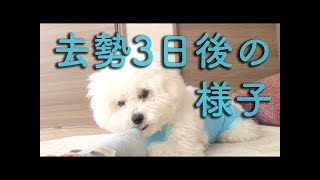 去勢手術後の子犬の様子｜ビションフリーゼわたまるが元気を取り戻してきました