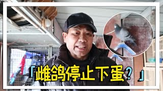 为什么买来的雌鸽很多都不下蛋？农村大叔一语点破玄机：太可惜！【农村达叔】