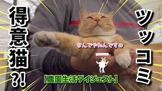 【2/2】日曜日も通常営業の農家ネコたち🐈‍⬛🐈【農園生活ダイジェスト】