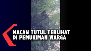 Macan Tutul Terlihat di Pemukiman Warga