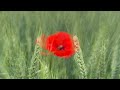 Impending Storm - Ambient Acoustic Guitarscape
