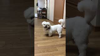 トリミングおわった♪ #ペキニーズ #pekingese