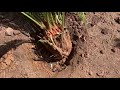 planting a sago palm for optimal growth