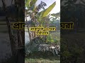 natural of bangladesh বাংলাদেশের প্রাকৃতিক পল্লীগ্রাম ভাইরাল_ভিডিও গ্ৰামবাংলা প্রাকৃতিকসৌন্দর্য