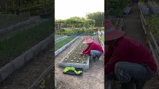 ปลูกผักสลัดที่สวน #ผักสลัด #farming #gardening #เกษตรผสมผสาน #garden #เกษตรพอเพียง #nature