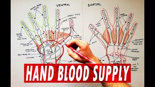 Arterial palmar arches | Hand blood supply - Anatomy Tutorial