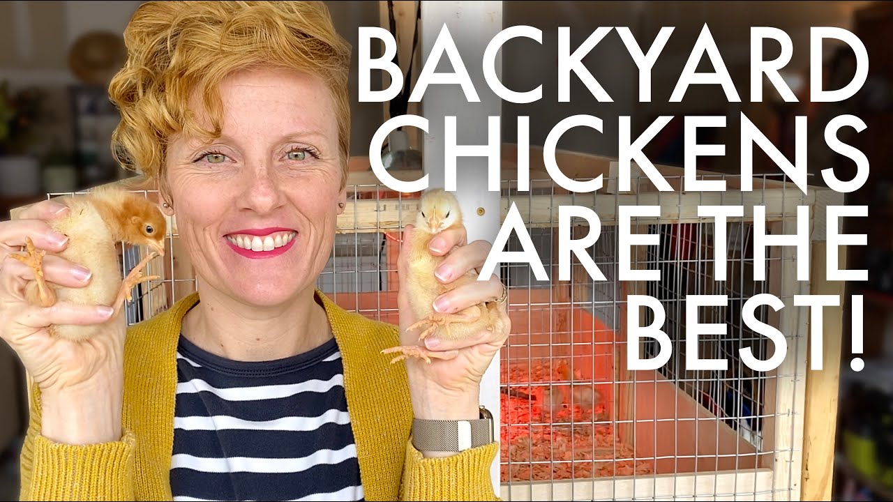 GETTING STARTED WITH BACKYARD CHICKENS! - YouTube