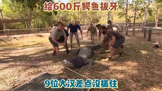 准备给600斤鳄鱼拔牙，鳄鱼竟使出死亡翻滚，9位大汉差点没能擒住