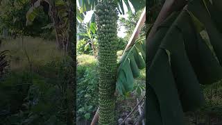 Very rare banana tree#musa 1000's finger banana tree #backyardbanana#real#viral#shorts