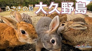 【うさぎ島】大久野島　死ぬほど野ウサギと触れ合えるラビットアイランド紹介します！【広島県竹原市】