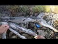 swan river flathead were hot fishing adventure swanriver rivers land based fishing