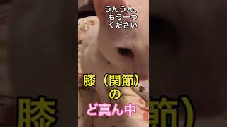 おやつあげたら、足がありえん方向に行きそうになった話【猫】#shorts