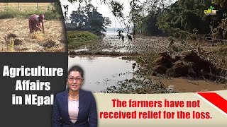 The farmers have not received relief for the loss|| Agriculture Affairs in Nepal