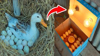 Remove Duck Eggs From Duck Nest To Hatching With Paper Box incubator - Duck Hatching Electric