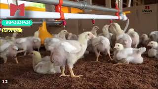 AUTO PAN FEEDER    🐔🐔🐔                                      MAYURA POULTRY EQUIPMENTS