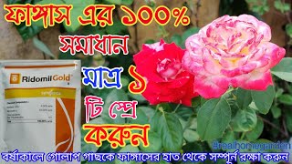 || বর্ষায় গোলাপ গাছে মাত্র ১ টি স্প্রে করুন ||  #realhomegarden ||