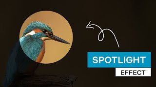 Spotlight Effect CSS & jQuery
