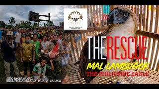 Mal'lambugok (Philippine Eagle) Rescue