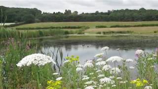 Coots and Baby Birds - Young Juvenile Chicks