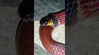 A deadly Coral Snake devouring a Scorpion Eater Snake. Just incredible! Mountain Pine Ridge..