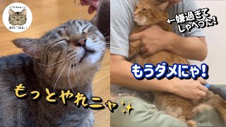 ブラシが苦手な猫と得意な元野良猫をブラッシングしたら日本語でしゃべりました！！