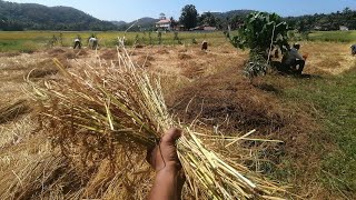 දැදිගම්පුර ප්‍රථම අස්වනු නෙලීම.