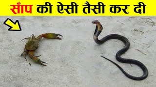 साँप की ऐसी तेसी करदी उसके बाद जो हुआ |animals start fighting when they see each other |animal fight