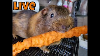 Saturday Guinea Pigs Live Rescue