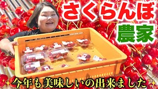 【最高級さくらんぼ】今年も一年で1番忙しい季節がやってきた！【農家の日常】