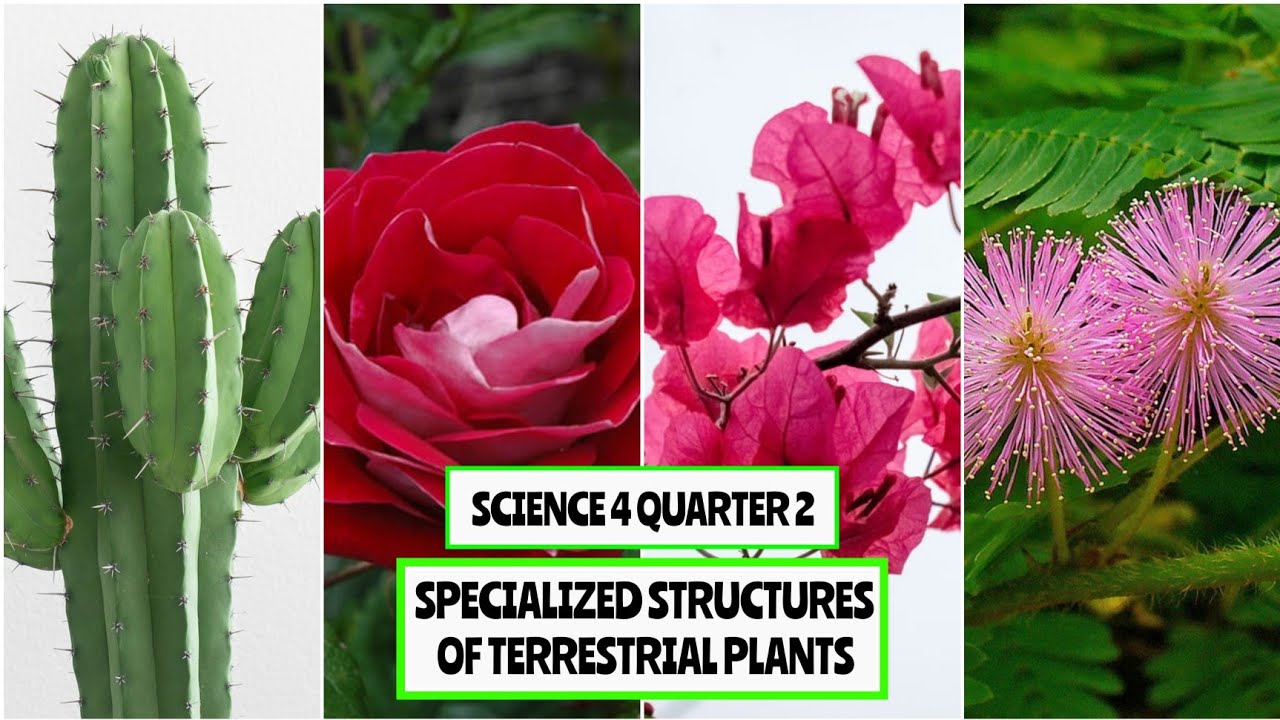 Specialized Structures Of Terrestrial Plants |Science 4 Quarter 2 - YouTube