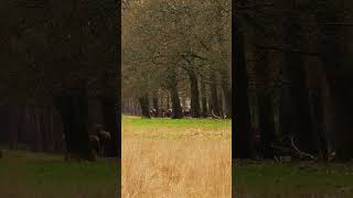 Majestic Deers at Hoge Veluwe National Park - 4K Quality Wildlife Footage - Piano and bird songs