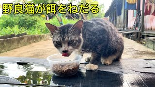 野良猫が餌をねだる