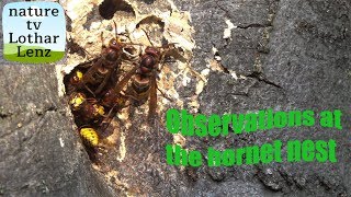 Observations at the hornet nest entrance. Beobachtungen am Hornissennest